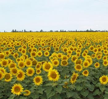 В Ростовской области гибриды подсолнечника получили оценку на устойчивость к заразихе